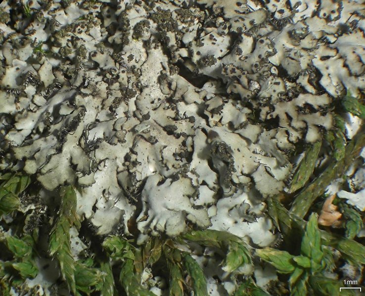 Phaeophyscia adiastola