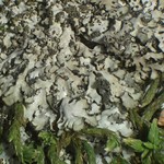 Phaeophyscia adiastola