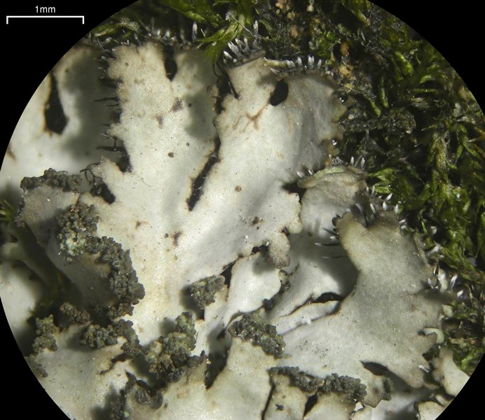 Phaeophyscia adiastola