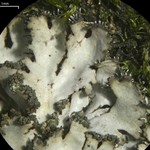 Phaeophyscia adiastola