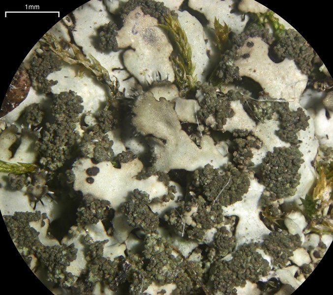 Phaeophyscia adiastola
