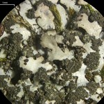 Phaeophyscia adiastola
