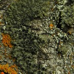 Phaeophyscia ciliata