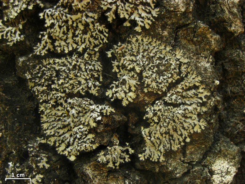 Phaeophyscia ciliata