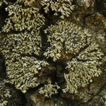 Phaeophyscia ciliata