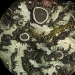 Phaeophyscia ciliata