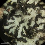 Phaeophyscia ciliata