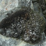 Phaeophyscia constipata