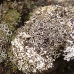 Phaeophyscia constipata