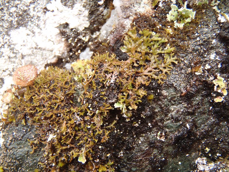 Phaeophyscia constipata