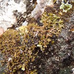 Phaeophyscia constipata