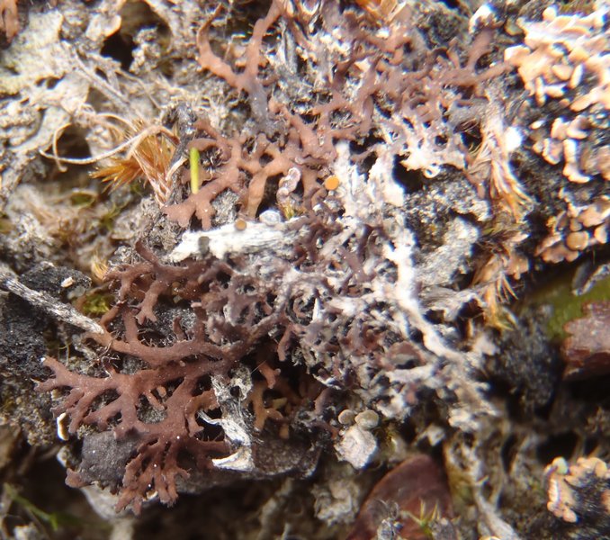 Phaeophyscia constipata