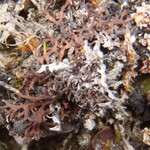Phaeophyscia constipata