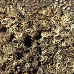 Phaeophyscia decolor