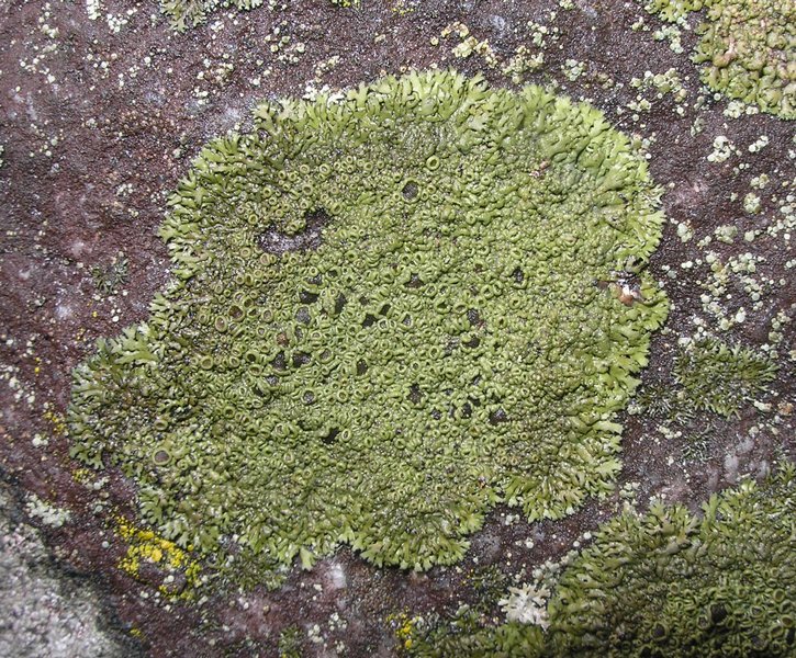 Phaeophyscia decolor