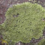 Phaeophyscia decolor