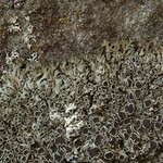 Phaeophyscia decolor