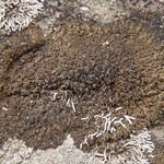 Phaeophyscia decolor