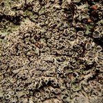 Phaeophyscia decolor