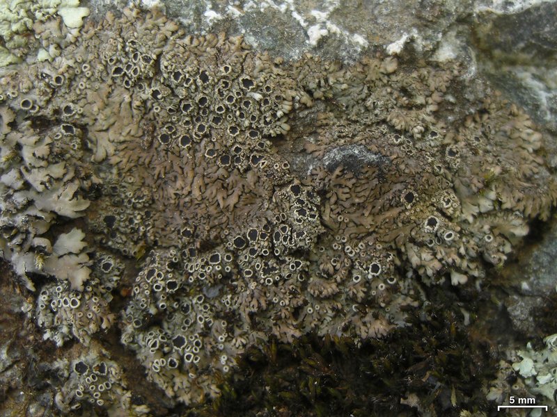 Phaeophyscia endococcinodes
