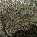 Phaeophyscia endococcinodes
