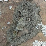 Phaeophyscia endococcinodes