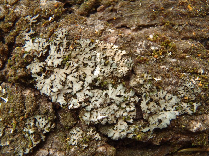 Phaeophyscia hirsuta