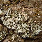 Phaeophyscia hirsuta