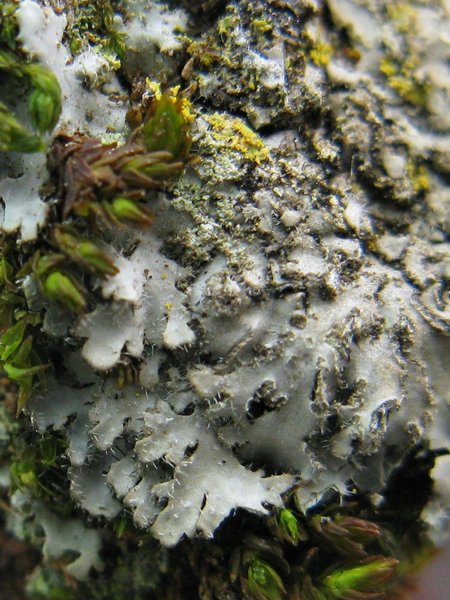 Phaeophyscia hirsuta