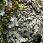 Phaeophyscia hirsuta