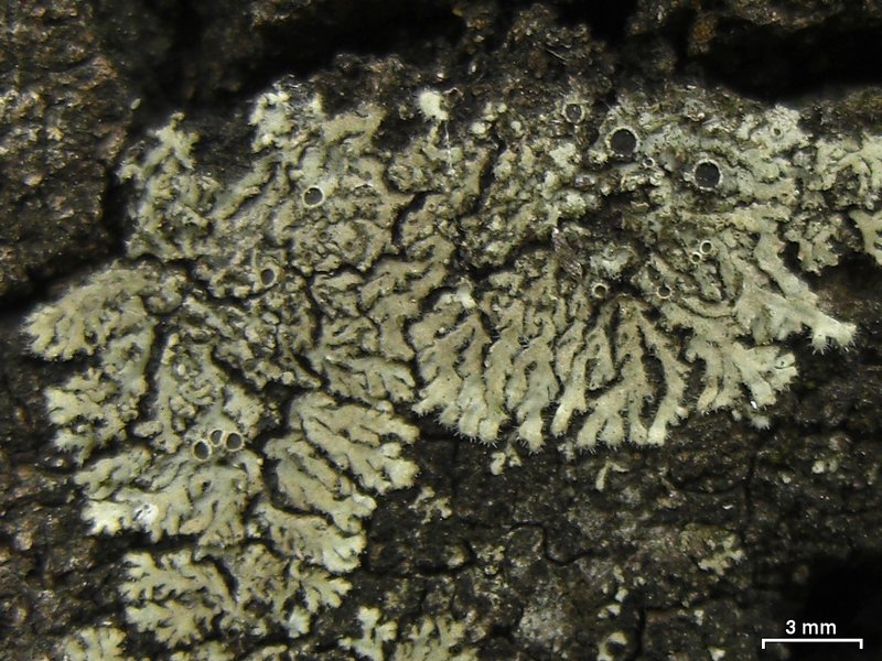 Phaeophyscia hirsuta