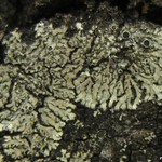 Phaeophyscia hirsuta