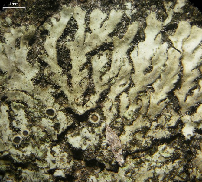Phaeophyscia hirsuta