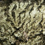 Phaeophyscia hirsuta