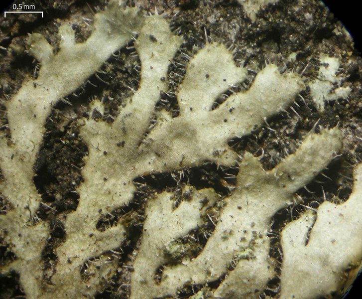 Phaeophyscia hirsuta