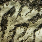 Phaeophyscia hirsuta