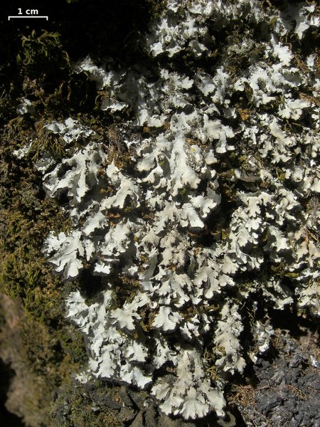 Phaeophyscia hispidula