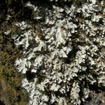 Phaeophyscia hispidula