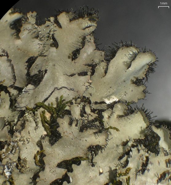 Phaeophyscia hispidula