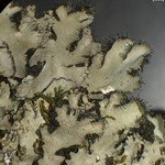 Phaeophyscia hispidula