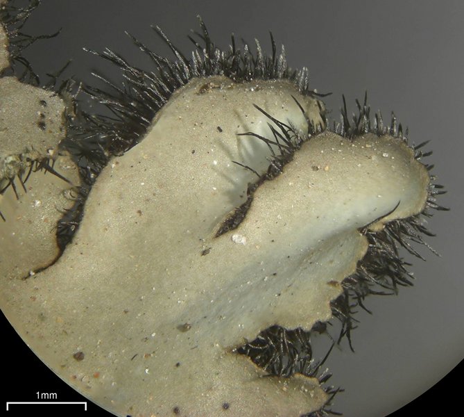 Phaeophyscia hispidula