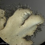 Phaeophyscia hispidula