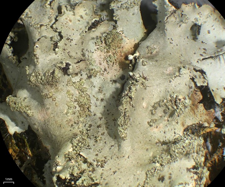 Phaeophyscia hispidula