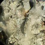 Phaeophyscia hispidula