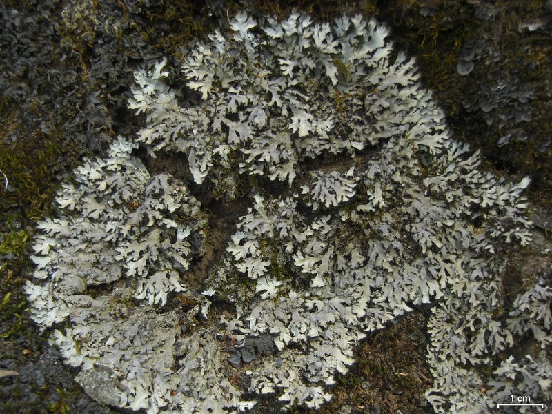 Phaeophyscia hispidula