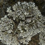 Phaeophyscia hispidula
