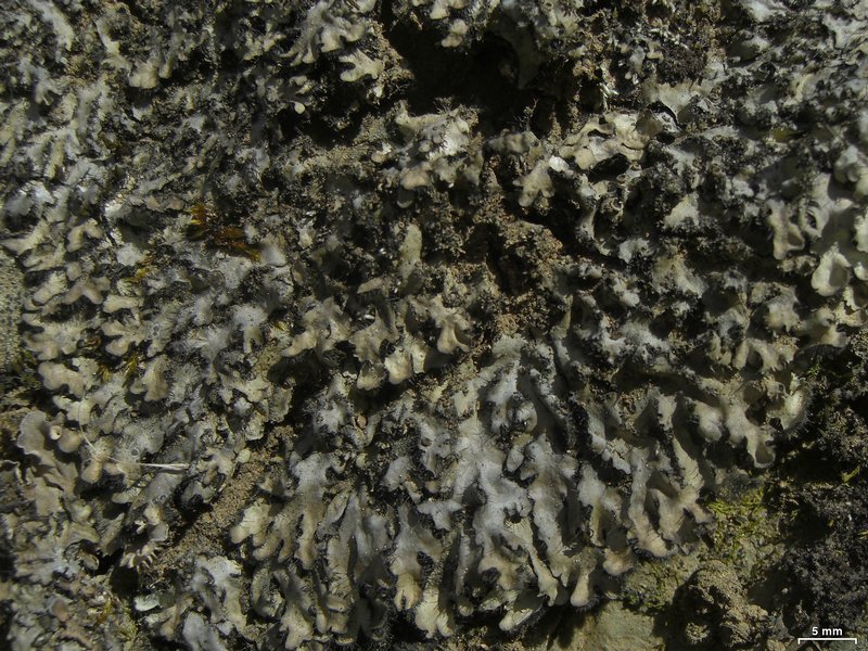 Phaeophyscia hispidula