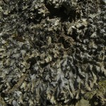 Phaeophyscia hispidula