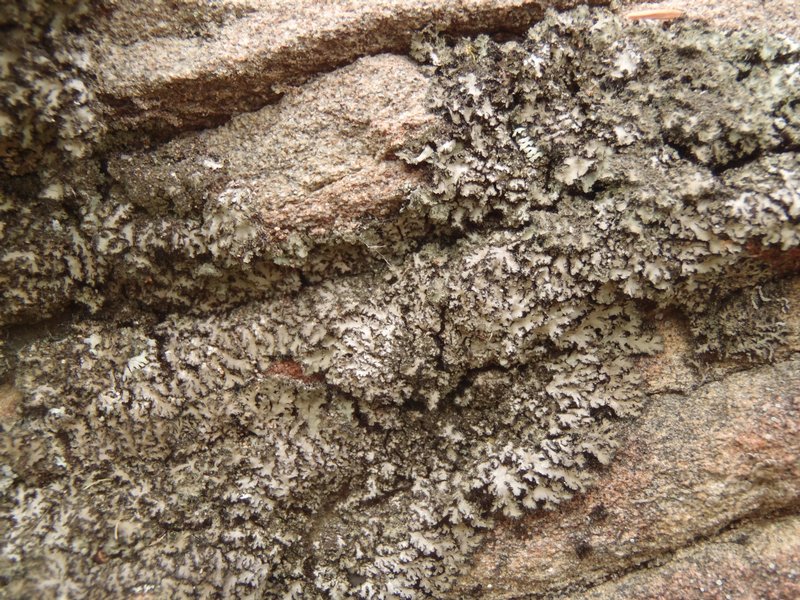 Phaeophyscia kairamoi