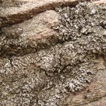 Phaeophyscia kairamoi